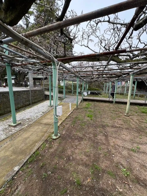 藤棚照明コンセント増設工事｜神社